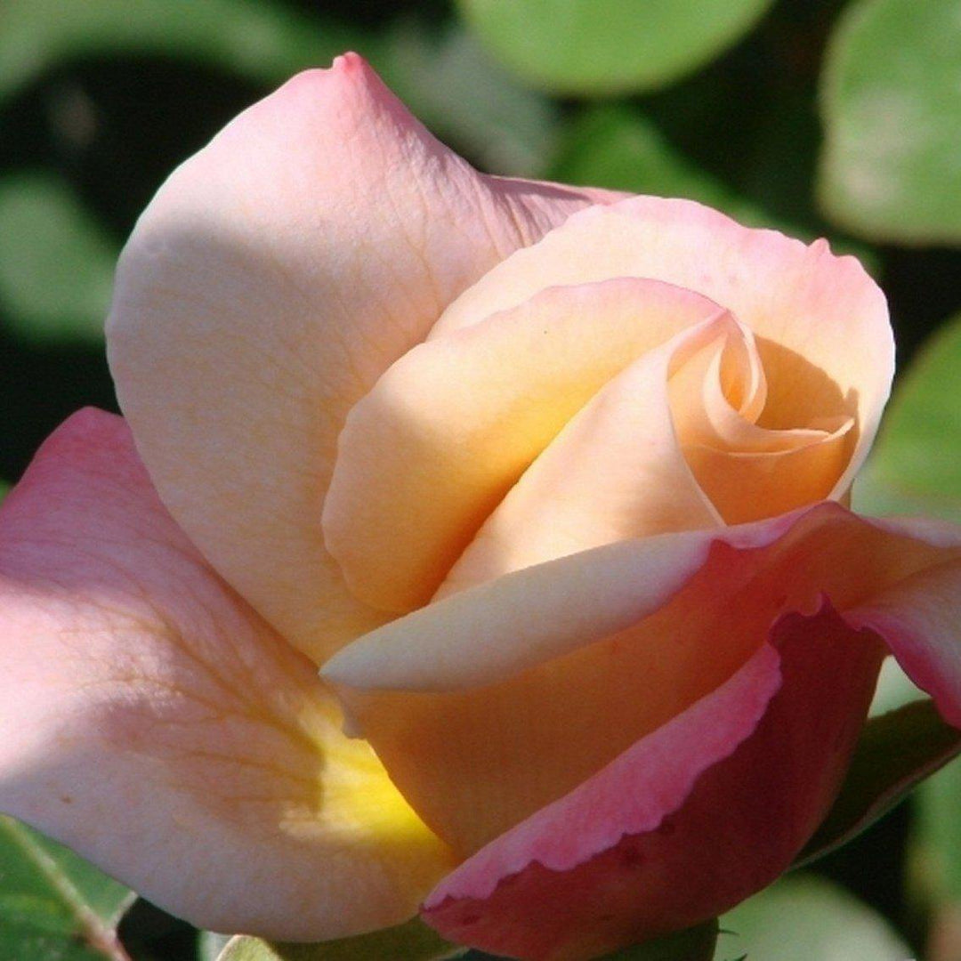 Laetitia Casta Trandafir Teahibrid butași trandafiri de grădină