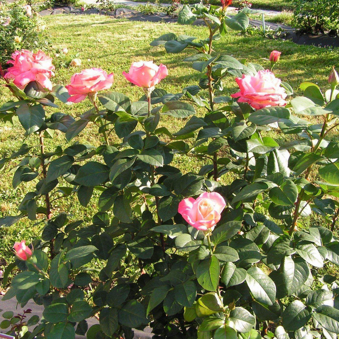 Laetitia Casta Trandafir Teahibrid butași trandafiri de grădină