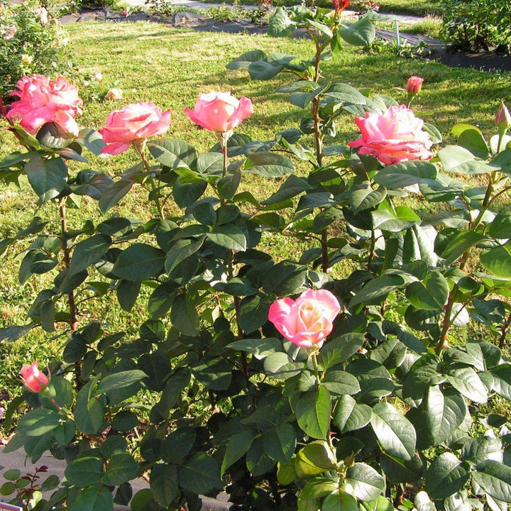 Laetitia Casta Trandafir Teahibrid butași trandafiri de grădină