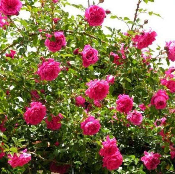 Laguna Trandafir Cățărător Urcător butași trandafiri de grădină