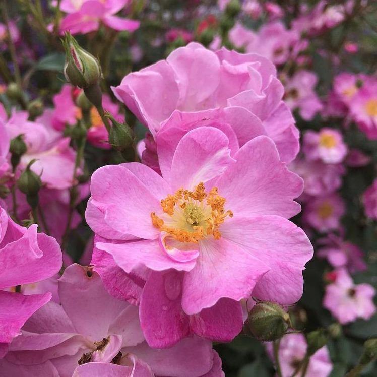 Lavender Dream Butasi trandafiri de gradina butași trandafiri de grădină