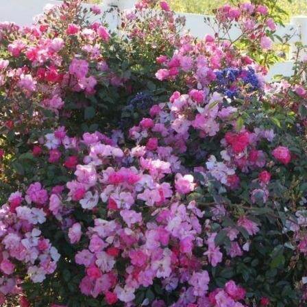 Lavender Dream Butasi trandafiri de gradina butași trandafiri de grădină