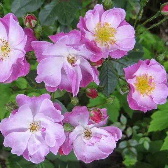 Lavender Dream Butasi trandafiri de gradina butași trandafiri de grădină
