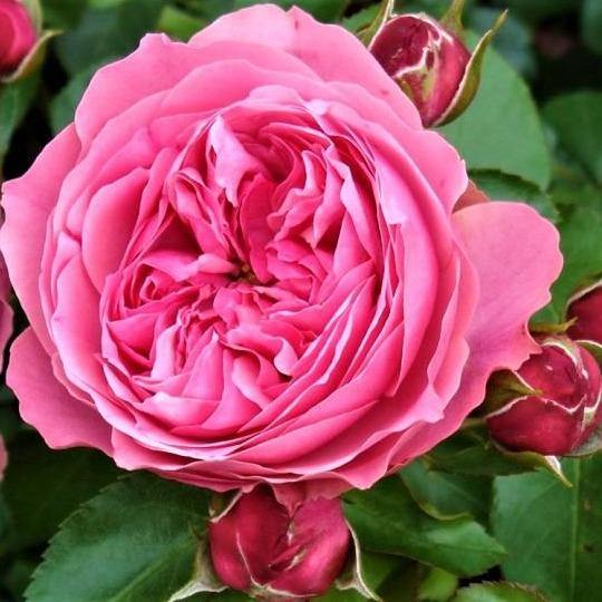 Leonardo da Vinci Trandafir Floribunda butași trandafiri de grădină