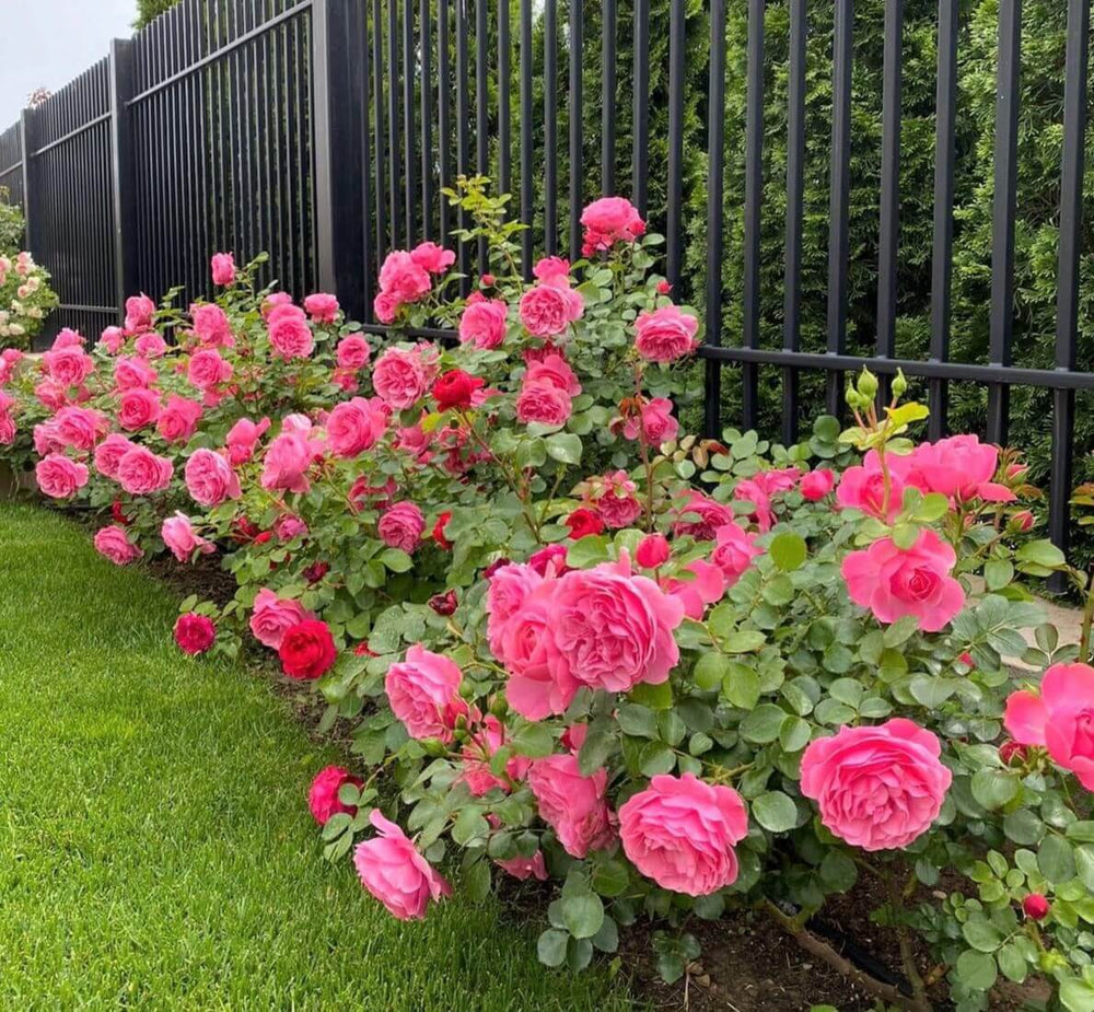 Leonardo da Vinci Trandafir Floribunda butași trandafiri de grădină