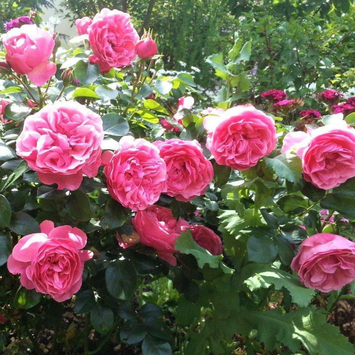 Leonardo da Vinci Trandafir Floribunda butași trandafiri de grădină