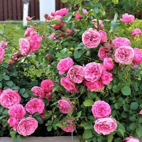 Leonardo da Vinci Trandafir Floribunda butași trandafiri de grădină