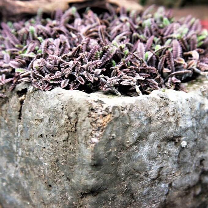 Leptinella Squalida Platt's Black  butași trandafiri de grădină