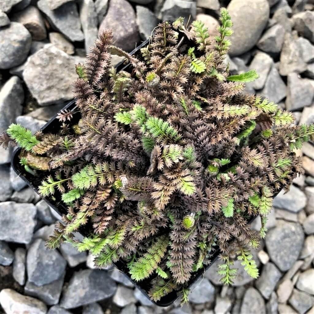 Leptinella Squalida Platt's Black  butași trandafiri de grădină