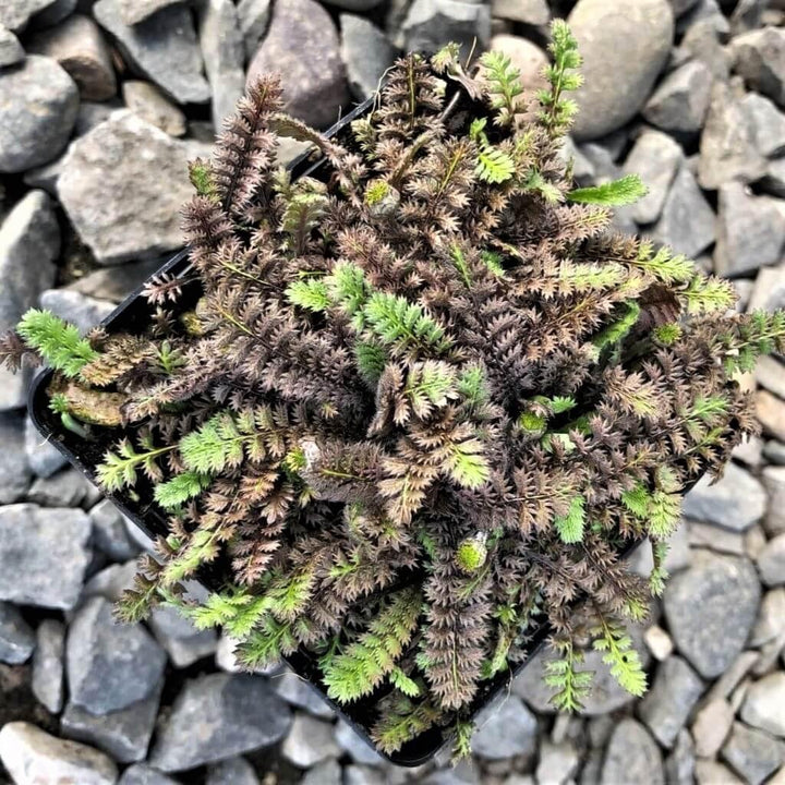 Leptinella Squalida Platt's Black  butași trandafiri de grădină