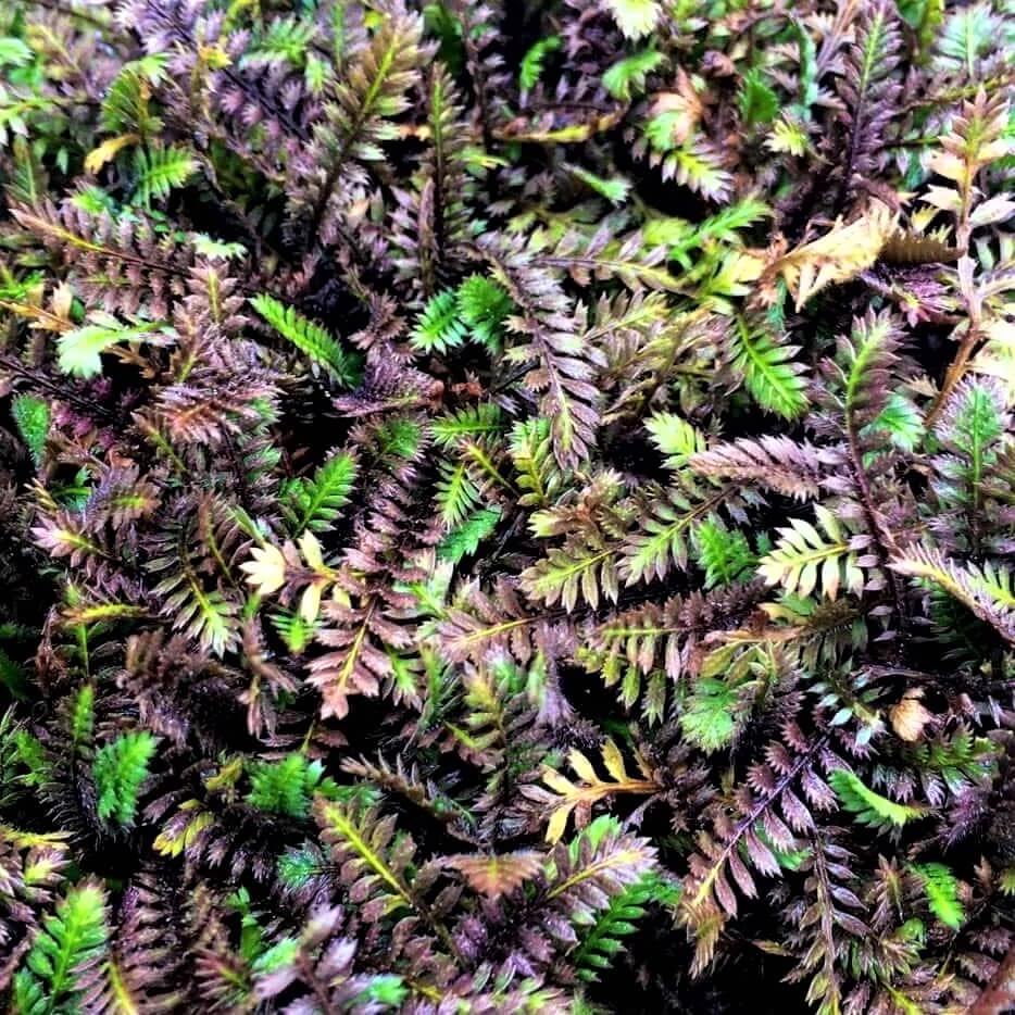 Leptinella Squalida Platt's Black  butași trandafiri de grădină