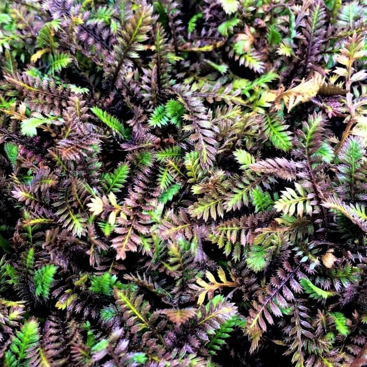 Leptinella Squalida Platt's Black  butași trandafiri de grădină