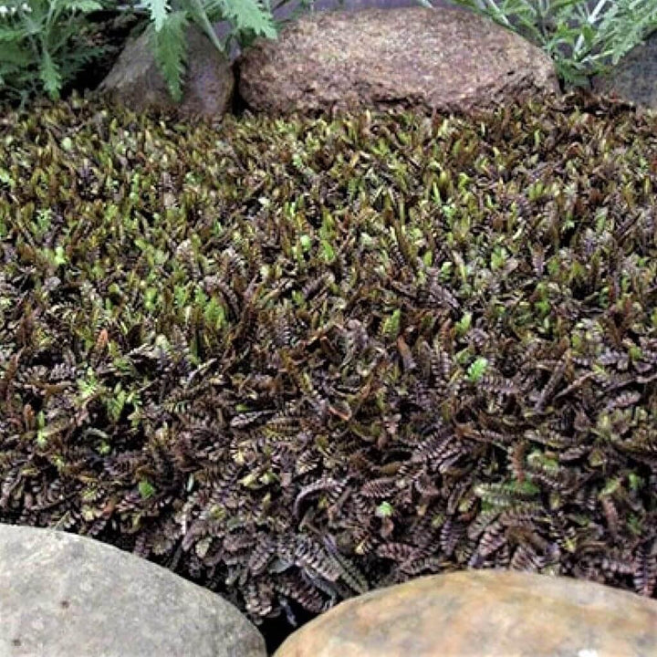 Leptinella Squalida Platt's Black  butași trandafiri de grădină