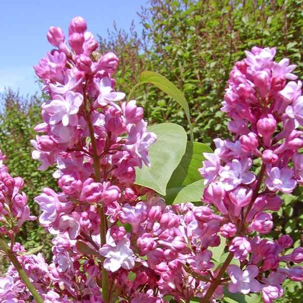 Liliac Belle de Nancy Perene butași trandafiri de grădină