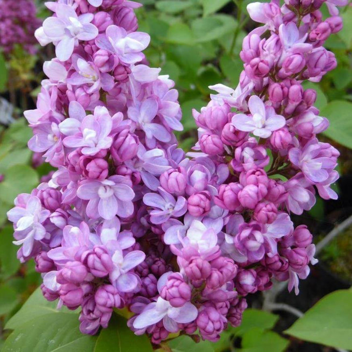 Liliac Belle de Nancy Perene butași trandafiri de grădină