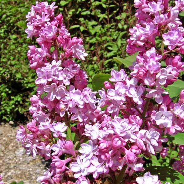 Liliac Belle de Nancy Perene butași trandafiri de grădină