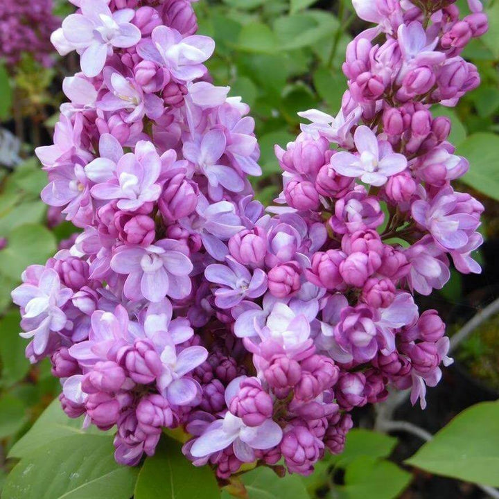 Liliac Belle de Nancy Perene butași trandafiri de grădină