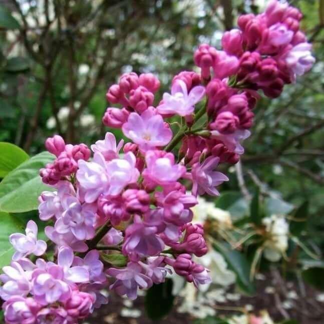Liliac Belle de Nancy Perene butași trandafiri de grădină