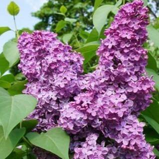 Liliac Charles Joly Perene butași trandafiri de grădină