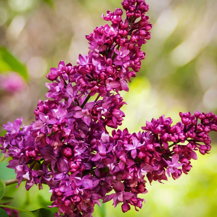 Liliac Charles Joly Perene butași trandafiri de grădină