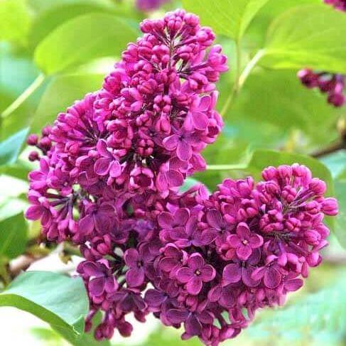 Liliac Charles Joly Perene butași trandafiri de grădină