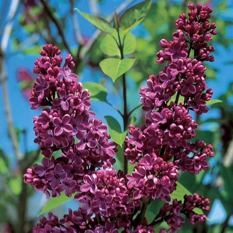 Liliac Charles Joly Perene butași trandafiri de grădină