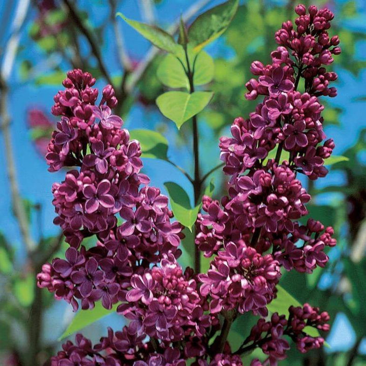 Liliac Charles Joly Perene butași trandafiri de grădină