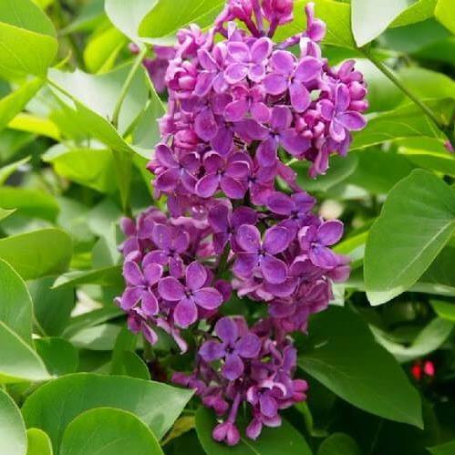 Liliac Charles Joly Perene butași trandafiri de grădină