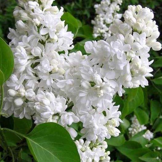 Liliac Madame Lemoine Perene butași trandafiri de grădină