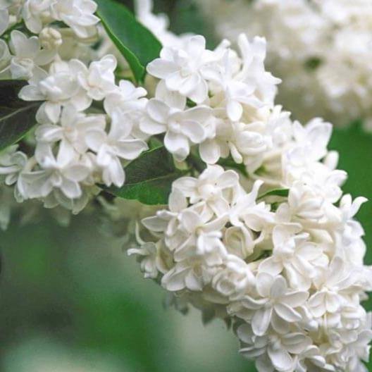 Liliac Madame Lemoine Perene butași trandafiri de grădină