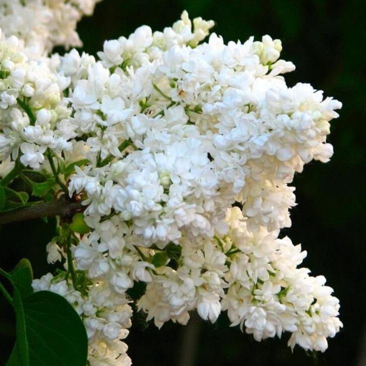 Liliac Madame Lemoine Perene butași trandafiri de grădină