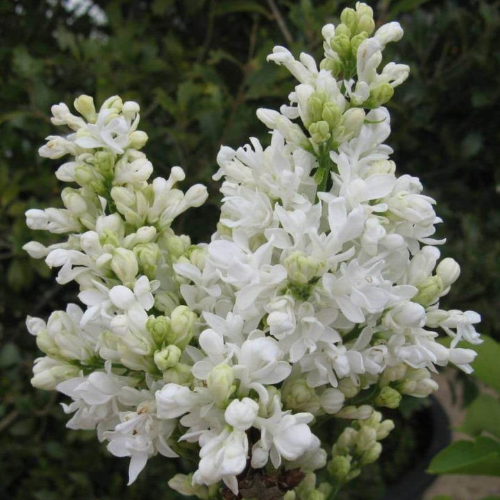 Liliac Madame Lemoine Perene butași trandafiri de grădină