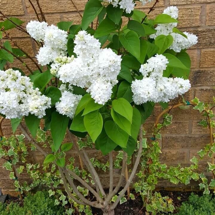 Liliac Madame Lemoine Perene butași trandafiri de grădină