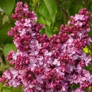 Liliac Prince Wolkonsky Perene butași trandafiri de grădină