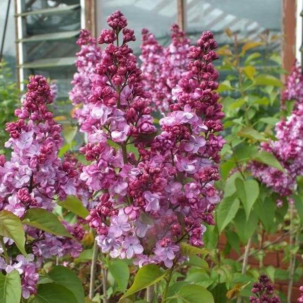 Liliac Prince Wolkonsky Perene butași trandafiri de grădină