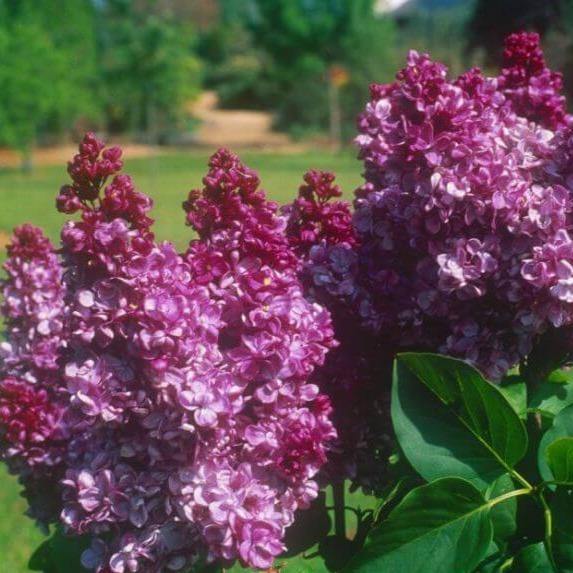 Liliac Prince Wolkonsky Perene butași trandafiri de grădină