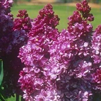 Liliac Prince Wolkonsky Perene butași trandafiri de grădină