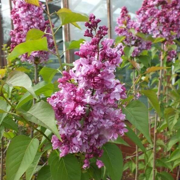 Liliac Prince Wolkonsky Perene butași trandafiri de grădină