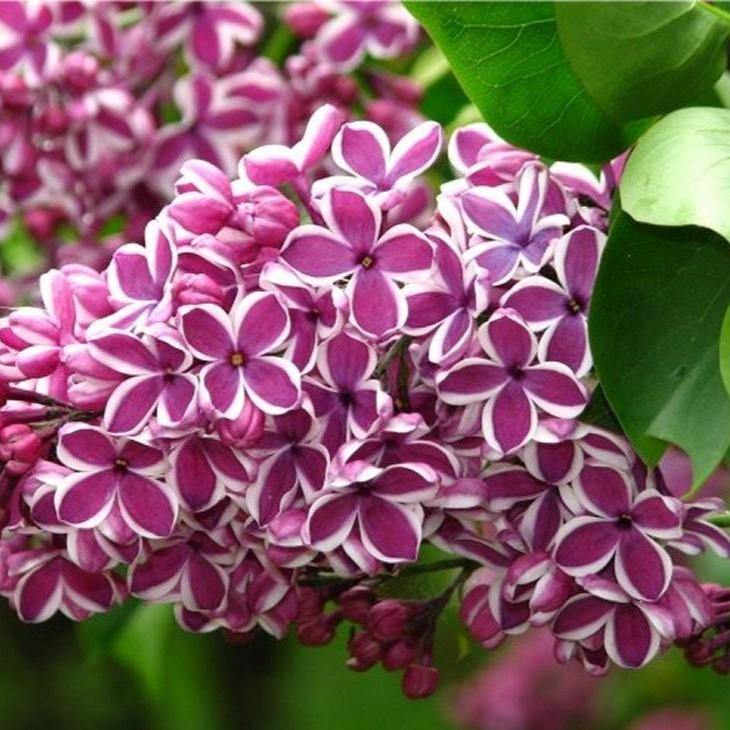 Liliac Sensation Perene butași trandafiri de grădină