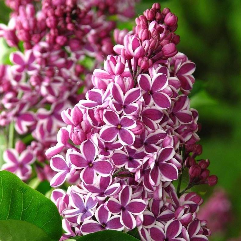 Liliac Sensation Perene butași trandafiri de grădină