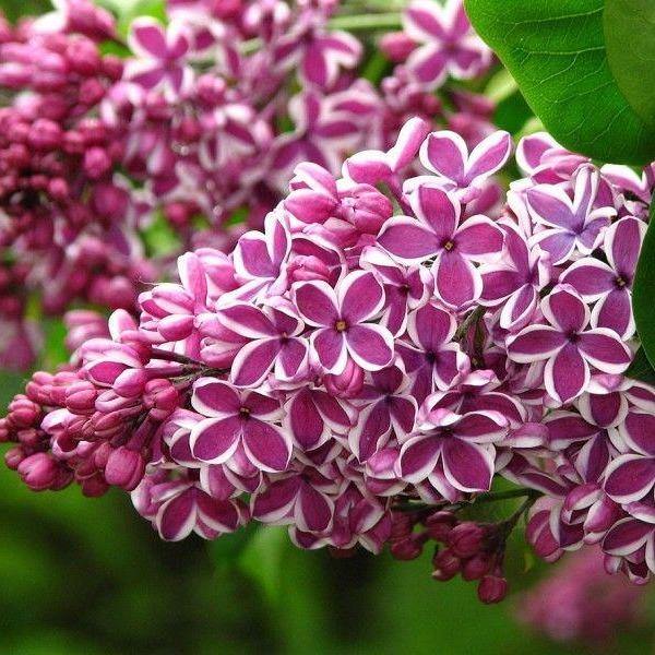 Liliac Sensation Perene butași trandafiri de grădină