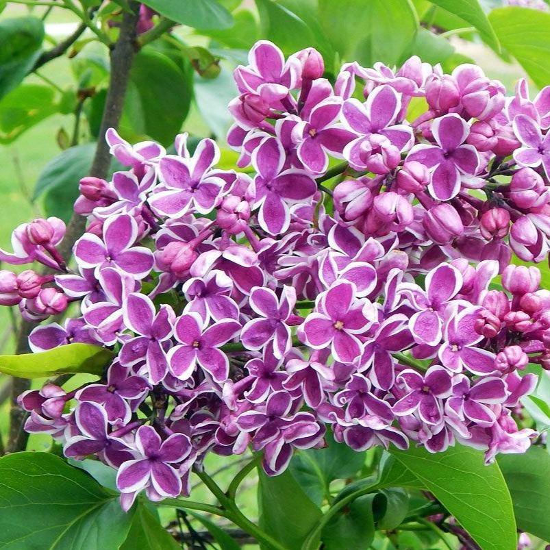 Liliac Sensation Perene butași trandafiri de grădină