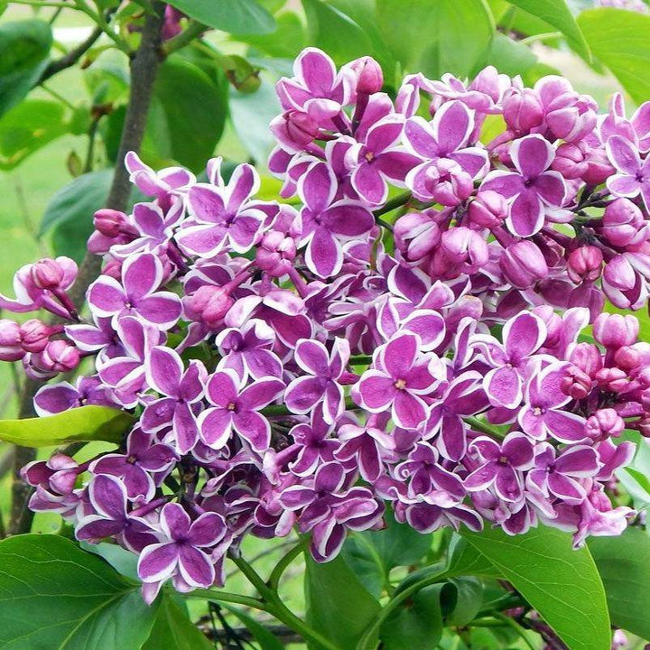 Liliac Sensation Perene butași trandafiri de grădină