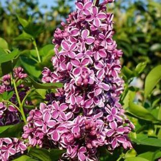 Liliac Sensation Perene butași trandafiri de grădină