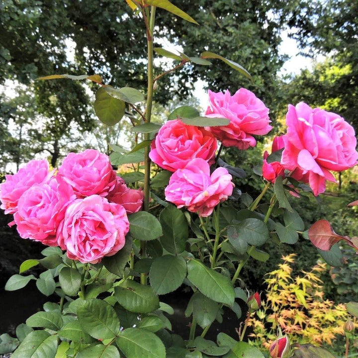 Line Renaud Butasi trandafiri de gradina butași trandafiri de grădină