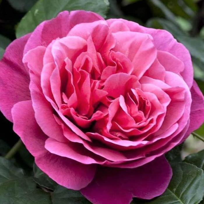 Line Renaud Butasi trandafiri de gradina butași trandafiri de grădină