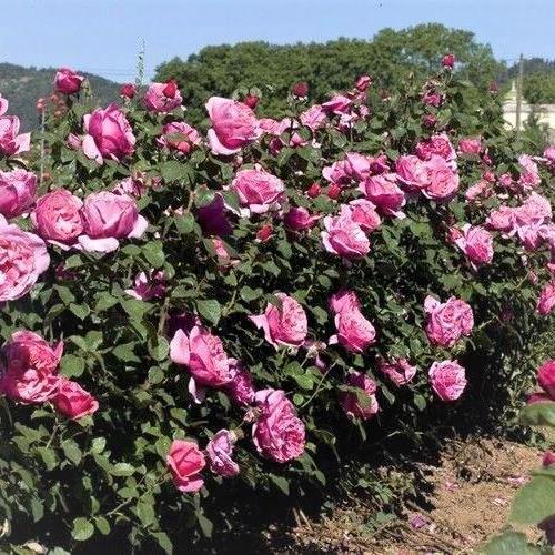 Line Renaud Butasi trandafiri de gradina butași trandafiri de grădină