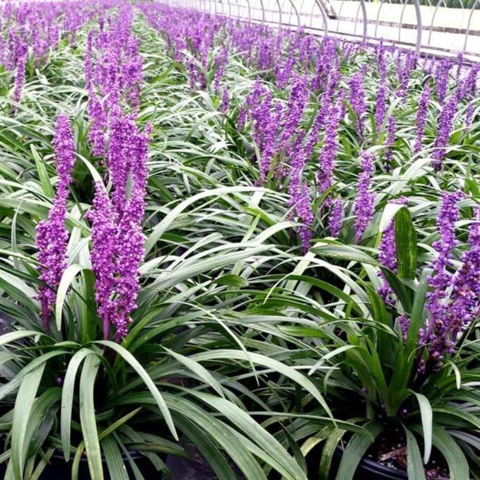 Liriope Muscari Ingwersen  butași trandafiri de grădină