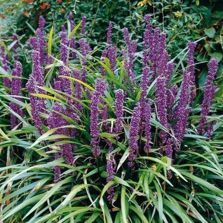 Liriope Muscari Ingwersen  butași trandafiri de grădină