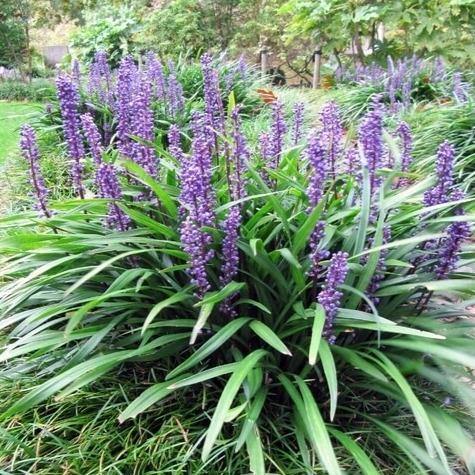 Liriope Muscari Ingwersen  butași trandafiri de grădină